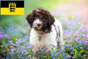 Read more about the article Lagotto Romagnolo tenyésztők és kölykök Baden-Württembergben