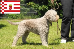 Read more about the article Lagotto Romagnolo tenyésztők és kölykök Brémában