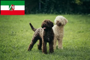 Read more about the article Lagotto Romagnolo tenyésztők és kiskutyák Észak-Rajna-Vesztfália területén