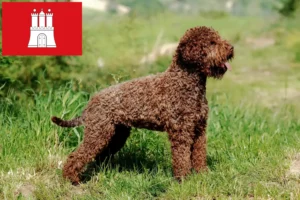 Read more about the article Lagotto Romagnolo tenyésztők és kölykök Hamburgban