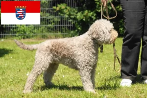 Read more about the article Lagotto Romagnolo tenyésztők és kölykök Hessenben