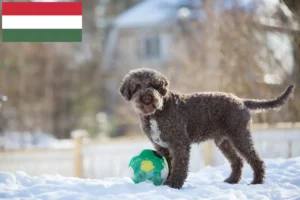 Read more about the article Lagotto Romagnolo tenyésztők és kölykök Magyarországon