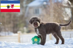 Read more about the article Lagotto Romagnolo tenyésztők és kölykök Mecklenburg-Vorpommernben