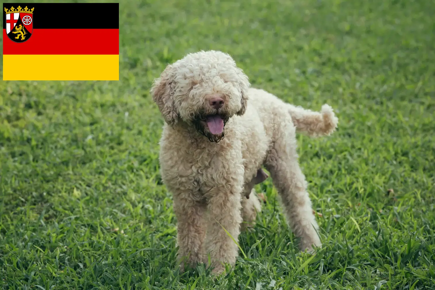 Read more about the article Lagotto Romagnolo tenyésztők és kiskutyák Rajna-vidék-Pfalzban