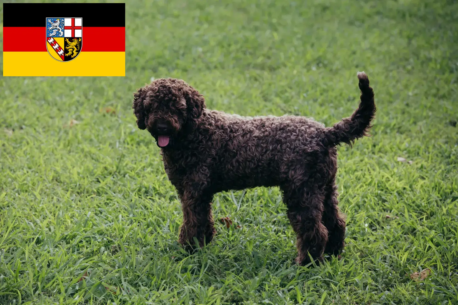 Read more about the article Lagotto Romagnolo tenyésztők és kölykök Saarlandban