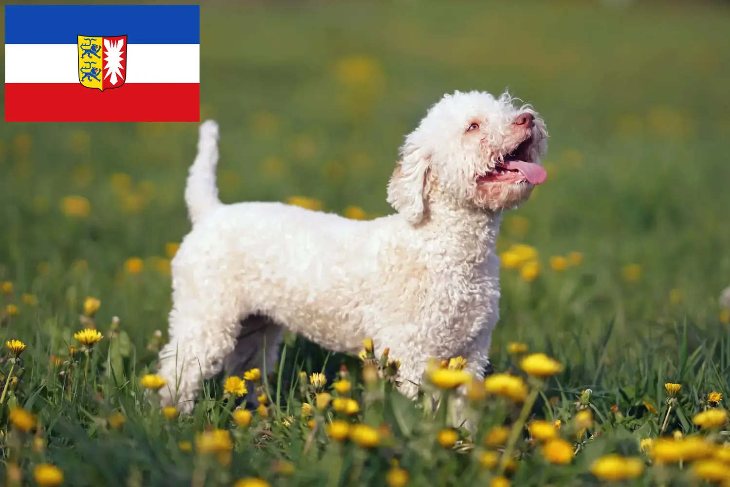 Read more about the article Lagotto Romagnolo tenyésztők és kiskutyák Schleswig-Holstein tartományban