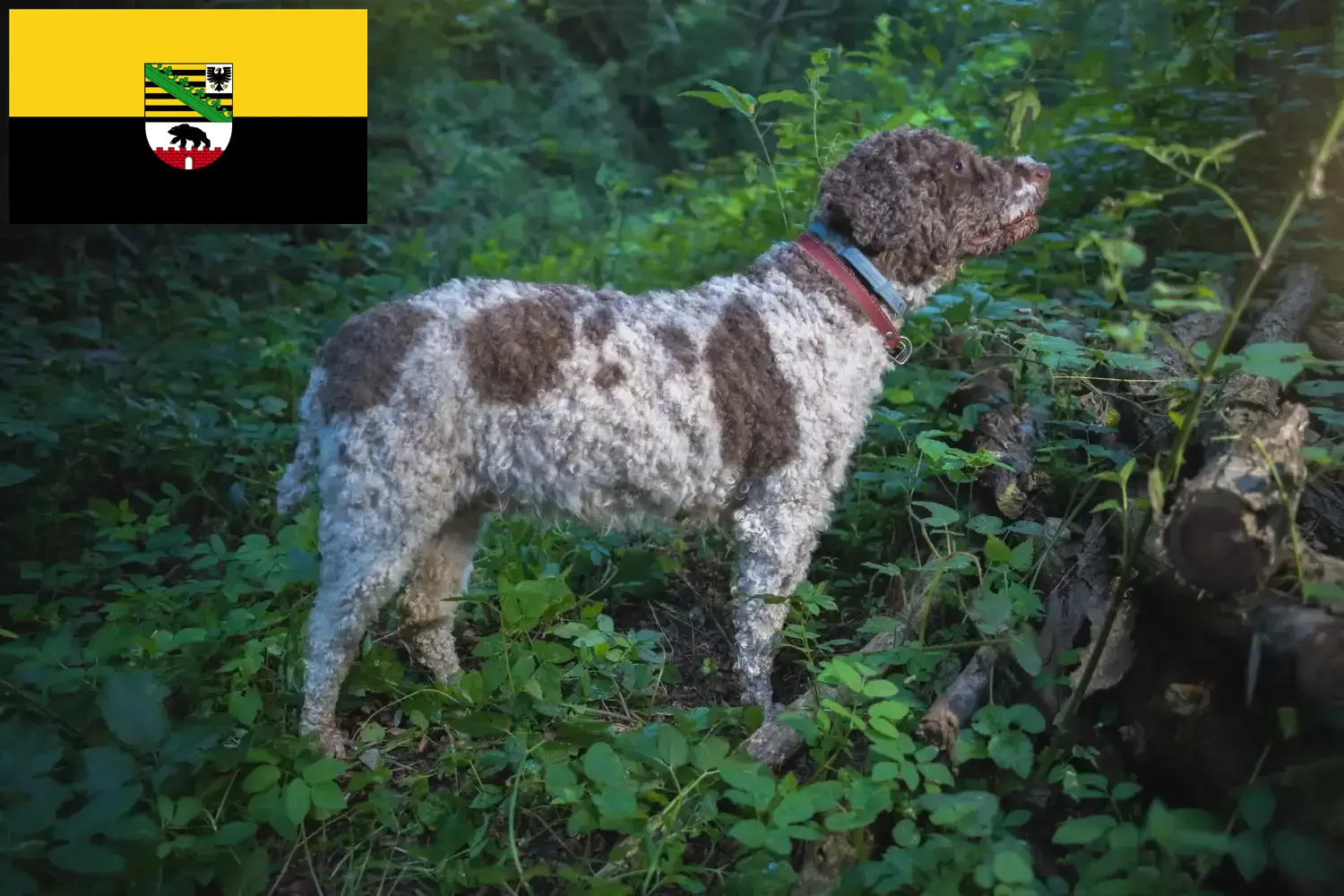 Read more about the article Lagotto Romagnolo tenyésztők és kölykök Szász-Anhaltban