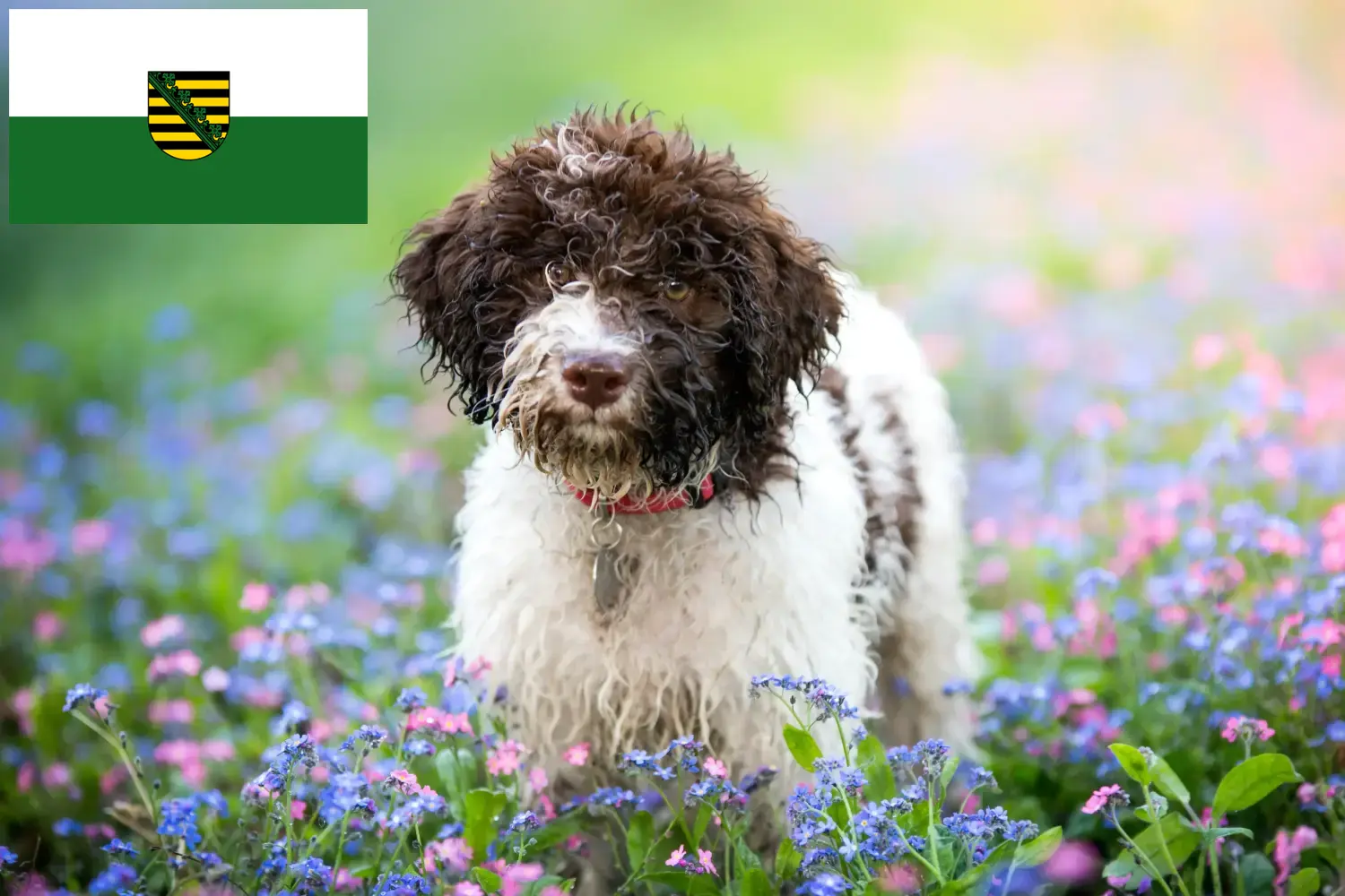 Read more about the article Lagotto Romagnolo tenyésztők és kölykök Szászországban