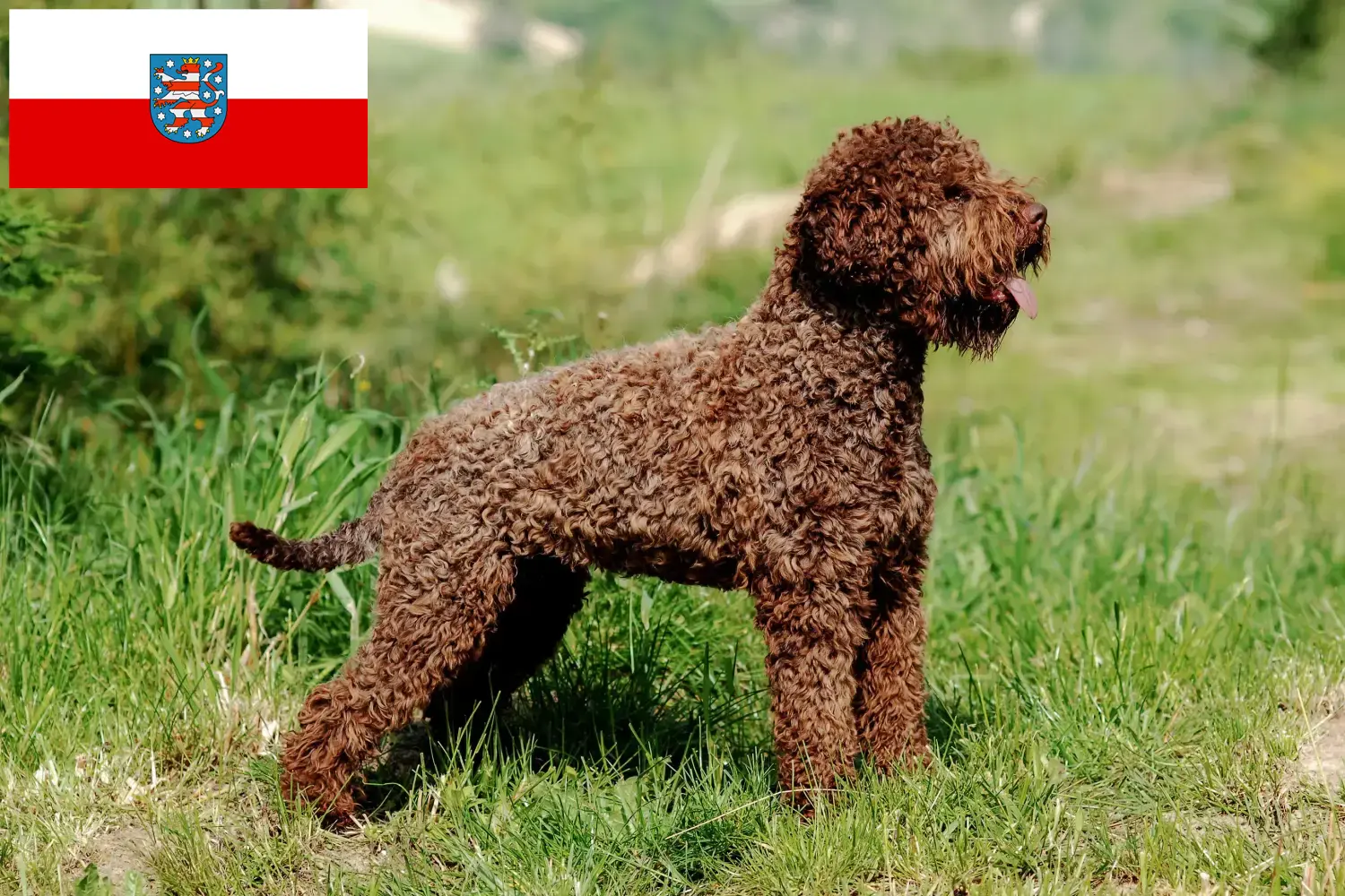 Read more about the article Lagotto Romagnolo tenyésztők és kölykök Türingiában