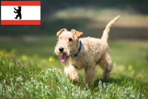 Read more about the article Lakeland Terrier tenyésztők és kölykök Berlinben