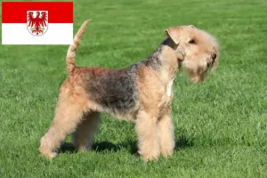 Read more about the article Lakeland Terrier tenyésztők és kölykök Brandenburgban