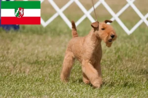 Read more about the article Lakeland Terrier tenyésztők és kölyökkutyák Észak-Rajna-Vesztfáliában