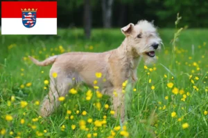 Read more about the article Lakeland Terrier tenyésztők és kölykök Hessenben