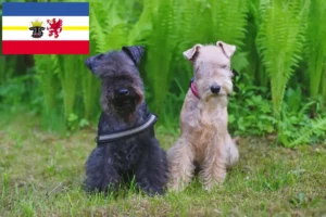 Read more about the article Lakeland terrier tenyésztők és kölykök Mecklenburg-Vorpommernben