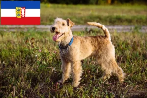 Read more about the article Lakeland terrier tenyésztők és kölykök Schleswig-Holstein tartományban