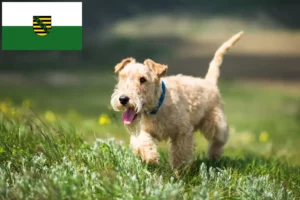 Read more about the article Lakeland terrier tenyésztők és kölykök Szászországban