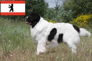 Read more about the article Landseer tenyésztők és kiskutyák Berlinben