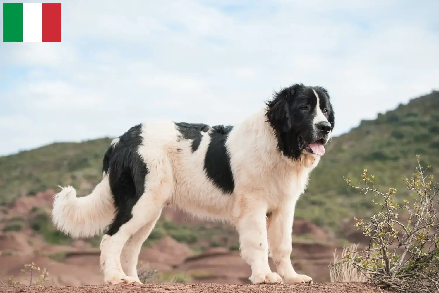 Read more about the article Landseer tenyésztők és kiskutyák Olaszországban