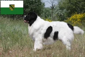 Read more about the article Landseer tenyésztők és kölykök Szászországban