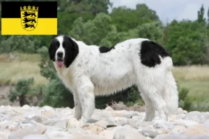 Read more about the article Landseer tenyésztők és kölykök Baden-Württembergben