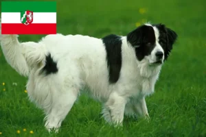 Read more about the article Landseer tenyésztők és kiskutyák Észak-Rajna-Vesztfália területén