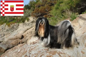 Read more about the article Lhasa Apso tenyésztők és kiskutyák Brémában