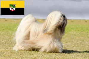 Read more about the article Lhasa Apso tenyésztők és kiskutyák Szász-Anhaltban