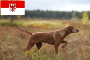 Read more about the article Magyar Vizsla tenyésztők és kölykök Brandenburgban