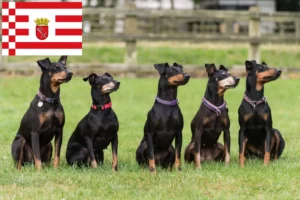 Read more about the article Manchester terrier tenyésztő és kölykök Brémában