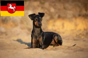 Read more about the article Manchester terrier tenyésztők és kiskutyák Alsó-Szászországban