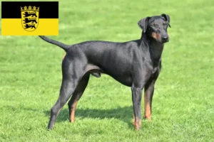 Read more about the article Manchester terrier tenyésztők és kölykök Baden-Württembergben