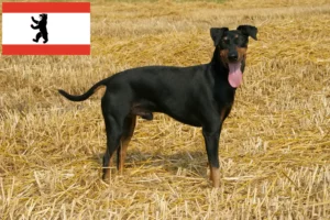 Read more about the article Manchester terrier tenyésztők és kölykök Berlinben