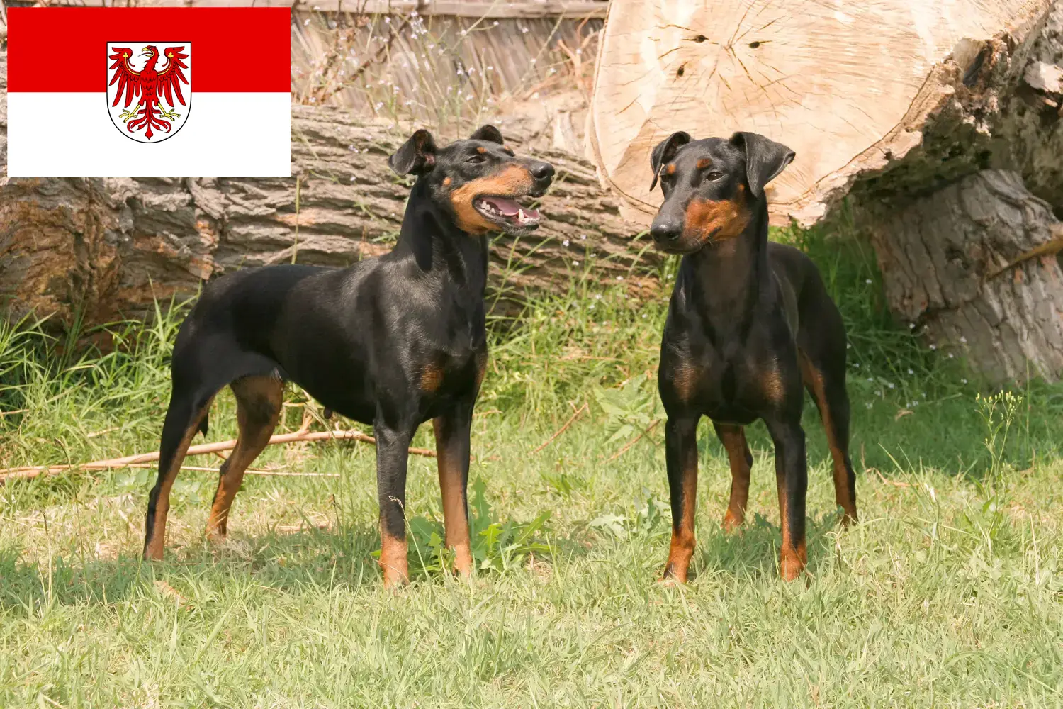 Read more about the article Manchester terrier tenyésztők és kölykök Brandenburgban