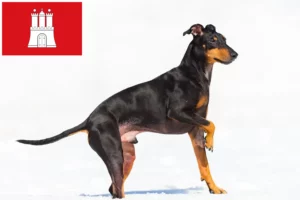 Read more about the article Manchester terrier tenyésztő és kölykök Hamburgban