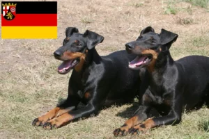 Read more about the article Manchester terrier tenyésztők és kölykök Rajna-vidék-Pfalzban