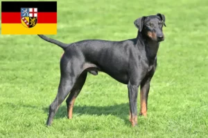 Read more about the article Manchester terrier tenyésztők és kölykök Saarland területén