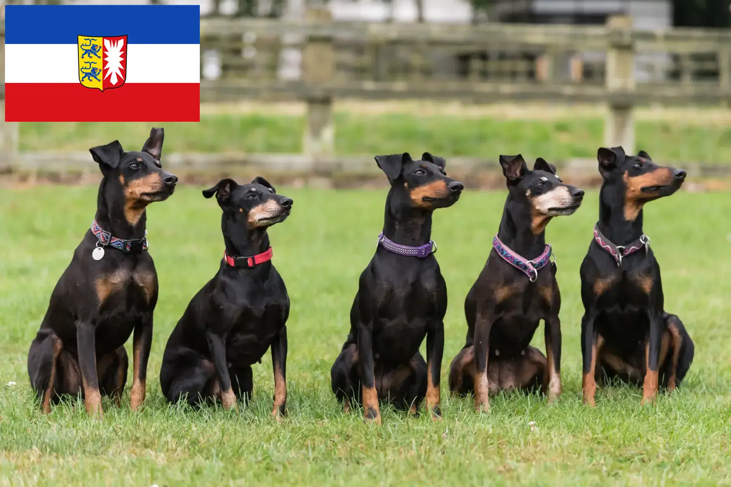 Read more about the article Manchester terrier tenyésztők és kiskutyák Schleswig-Holstein tartományban