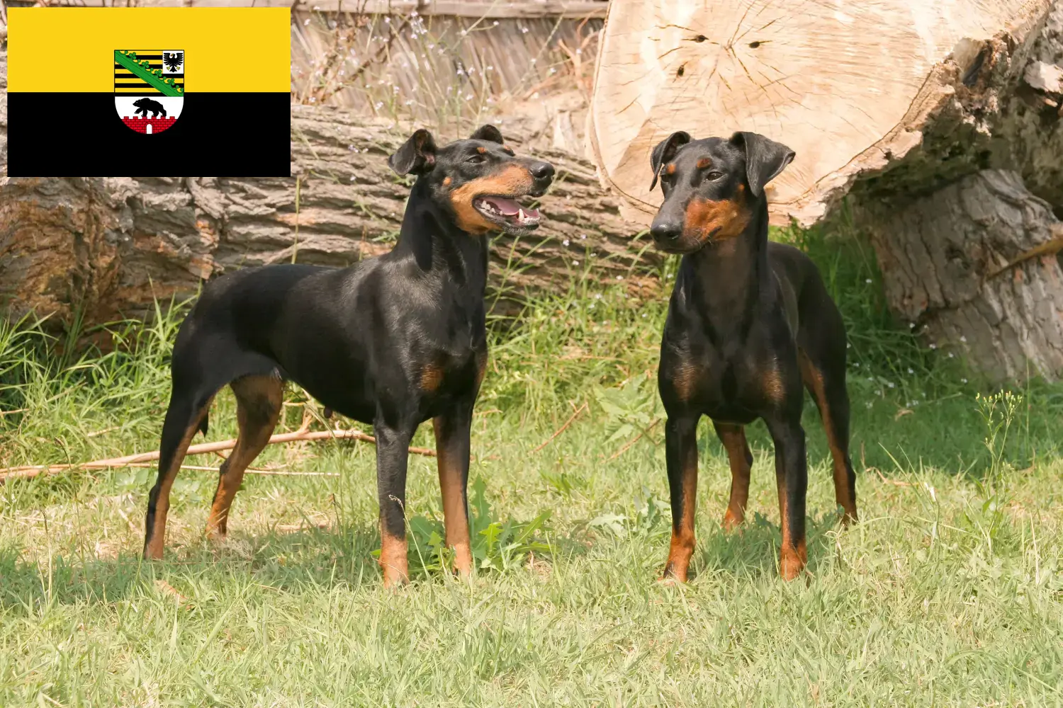 Read more about the article Manchester terrier tenyésztők és kölykök Szász-Anhaltban