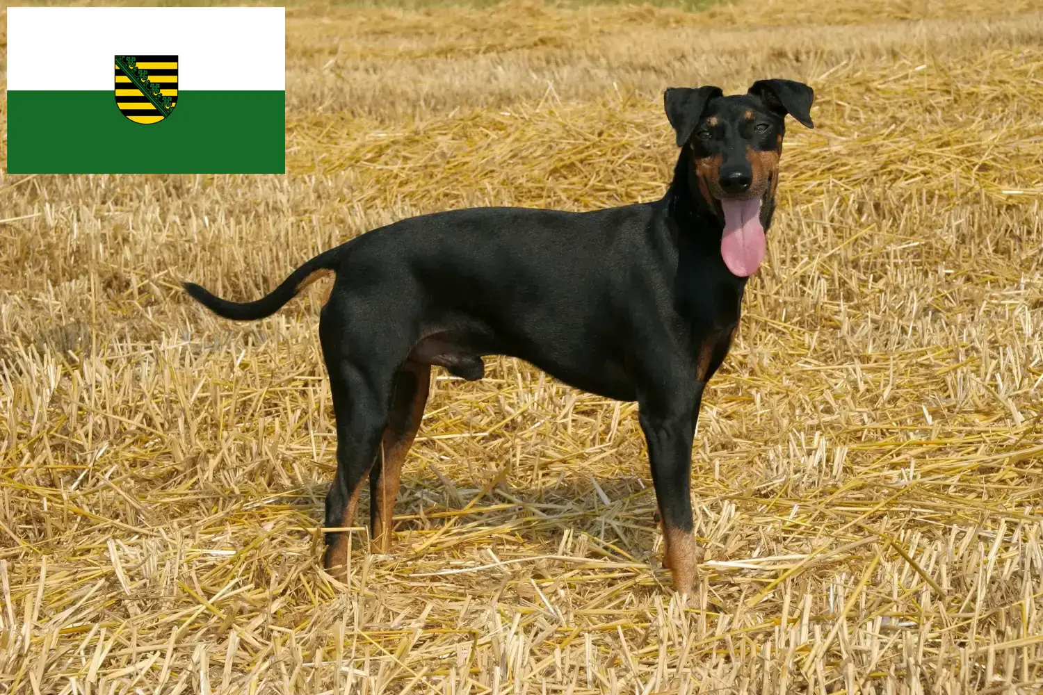 Read more about the article Manchester terrier tenyésztők és kölykök Szászországban