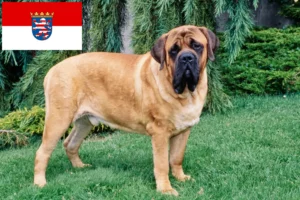 Read more about the article Mastiff tenyésztők és kölykök Hessenben