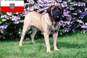 Read more about the article Mastiff tenyésztők és kölykök Türingiában