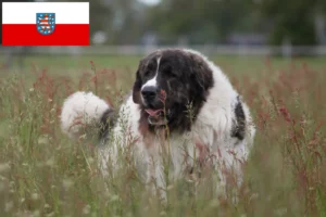 Read more about the article Mastín del Pirineo tenyésztők és kiskutyák Türingiában