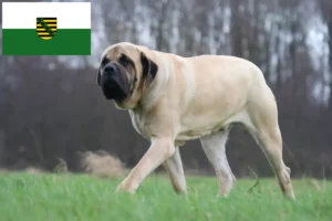 Read more about the article Mastiff tenyésztők és kölykök Szászországban