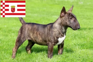 Read more about the article Miniature Bull Terrier tenyésztők és kölykök Bréma-ban