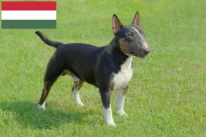 Read more about the article Miniature Bull Terrier tenyésztők és kölykök Magyarországon