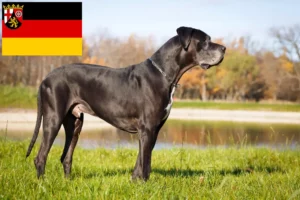 Read more about the article Német dog tenyésztők és kiskutyák Rajna-vidék-Pfalzban