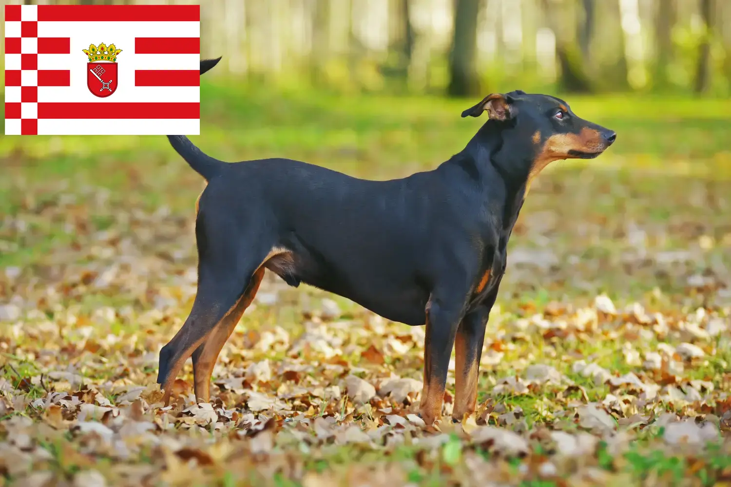 Read more about the article Német pinscher tenyésztő és kölykök Brémában