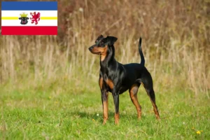 Read more about the article Német pinscher tenyésztők és kiskutyák Mecklenburg-Vorpommern tartományban