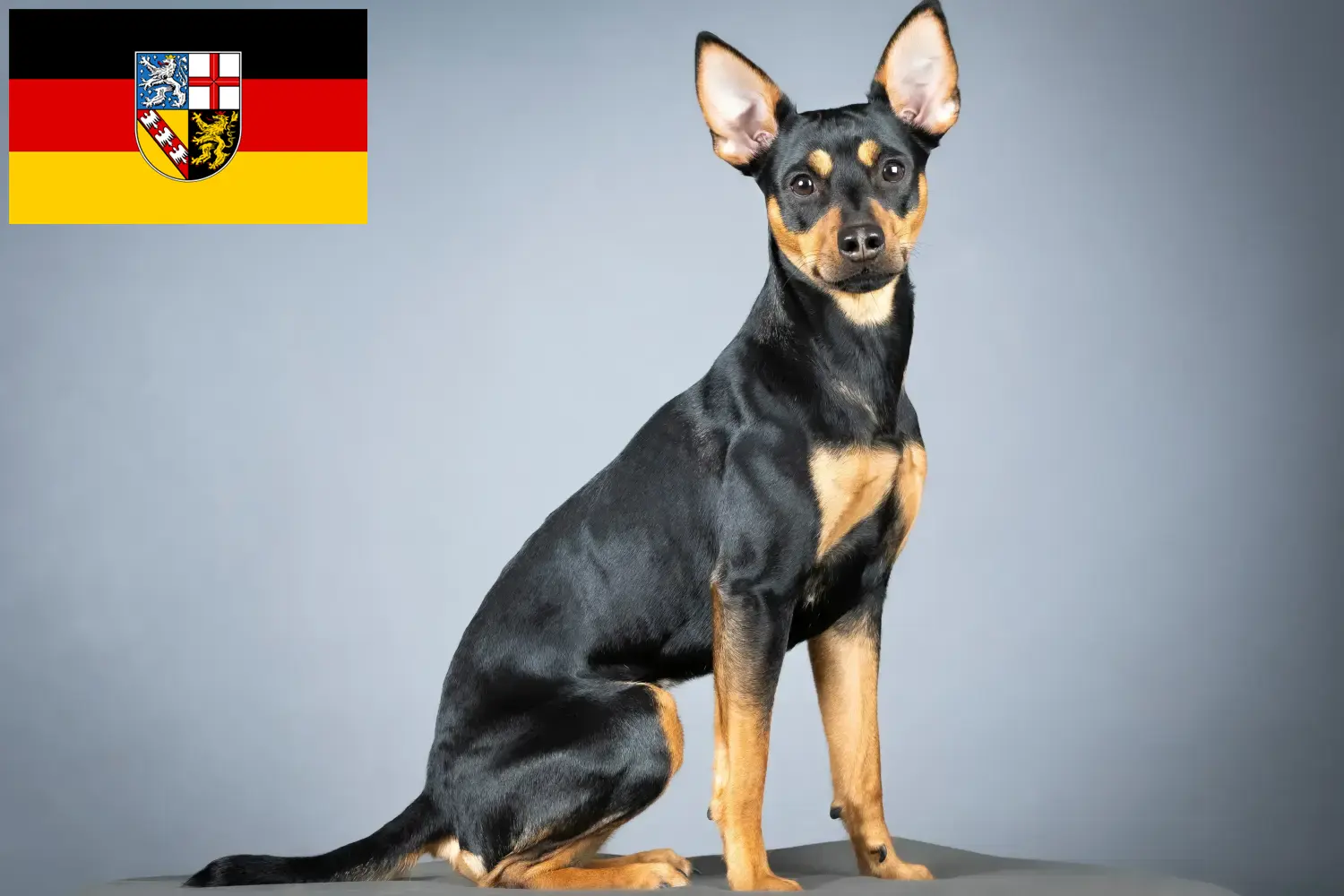 Read more about the article Német pinscher tenyésztő és kölykök Saar-vidéken