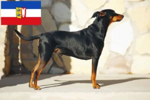 Read more about the article Német Pinscher tenyésztők és kölykök Schleswig-Holstein tartományban